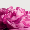Radical Rose Extrait