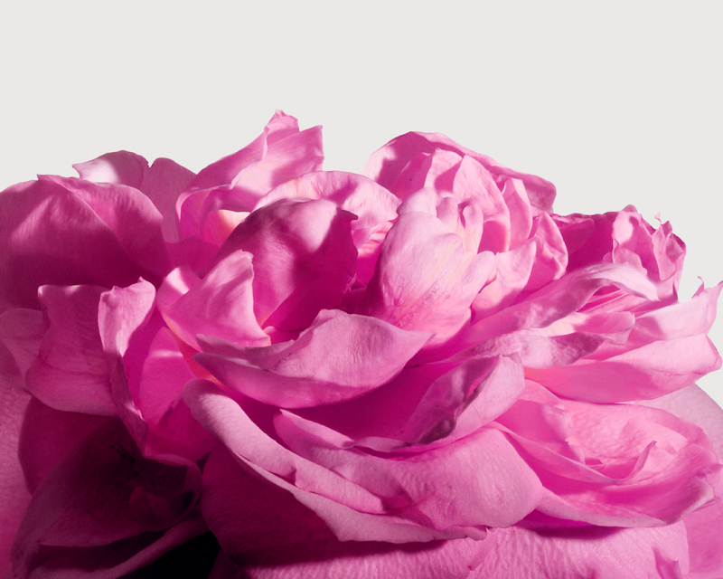 Radical Rose Extrait